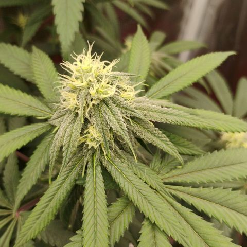 Cheese 🧀  and galaxy 500  #1 growlog timeline photo