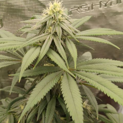 Cheese 🧀  and galaxy 500  #1 growlog timeline photo