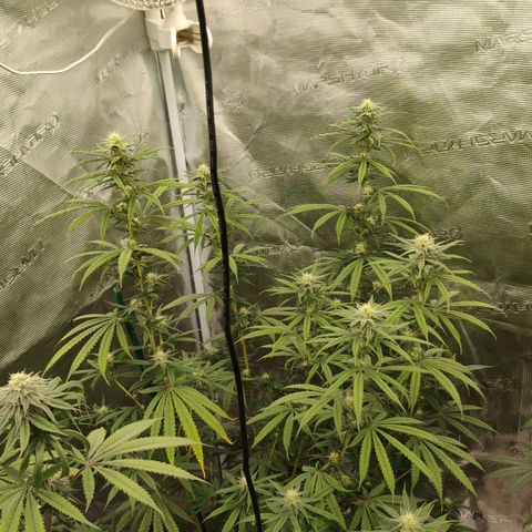 Cheese 🧀  and galaxy 500  #1 growlog timeline photo
