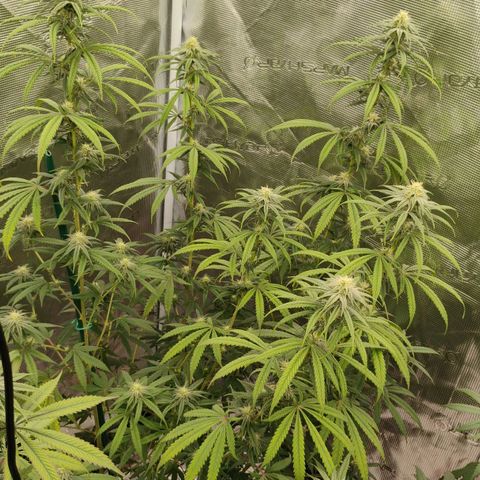 Cheese 🧀  and galaxy 500  #1 growlog timeline photo