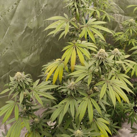 Cheese 🧀  and galaxy 500  #1 growlog timeline photo