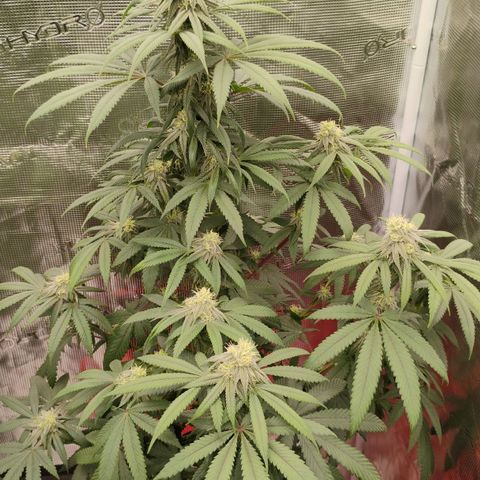 Cheese 🧀  and galaxy 500  #1 growlog timeline photo