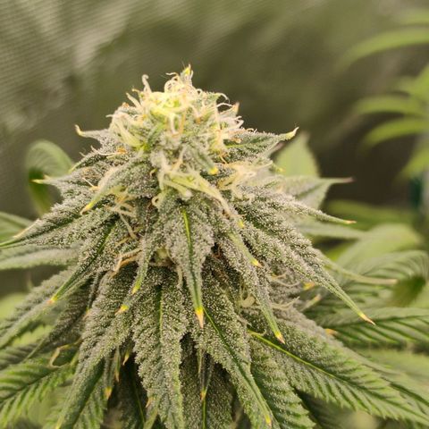 Cheese 🧀  and galaxy 500  #1 growlog timeline photo