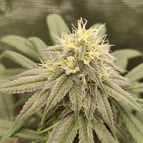Cheese 🧀  and galaxy 500  #1 growlog timeline photo