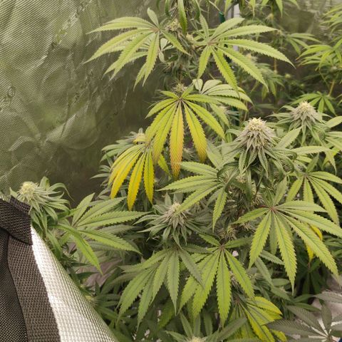 Cheese 🧀  and galaxy 500  #1 growlog timeline photo