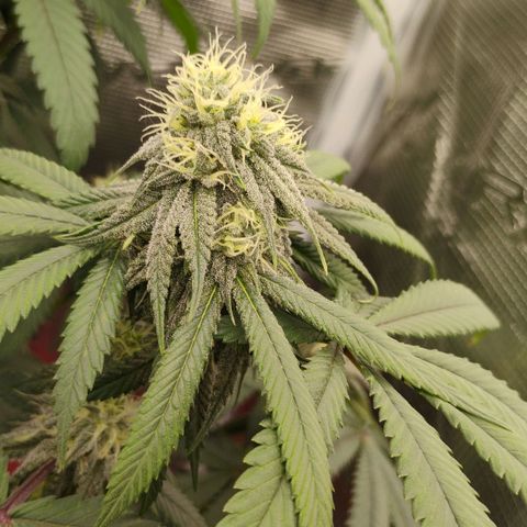 Cheese 🧀  and galaxy 500  #1 growlog timeline photo