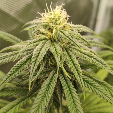 Cheese 🧀  and galaxy 500  #1 growlog timeline photo