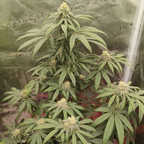 Cheese 🧀  and galaxy 500  #1 growlog timeline photo