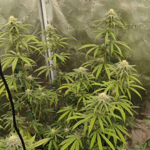 Cheese 🧀  and galaxy 500  #1 growlog timeline photo