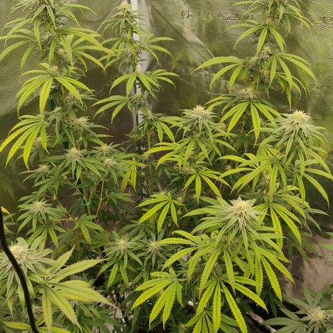 Cheese 🧀  and galaxy 500  #1 growlog timeline photo