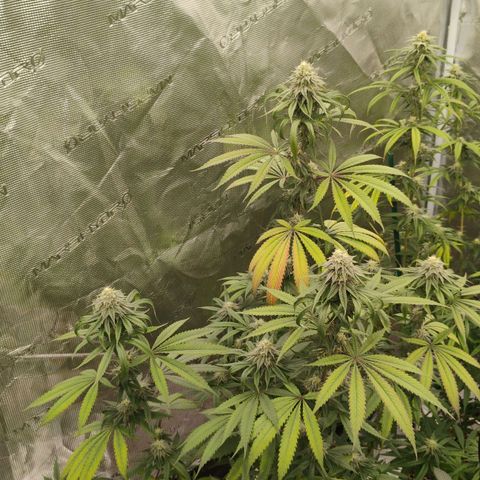 Cheese 🧀  and galaxy 500  #1 growlog timeline photo