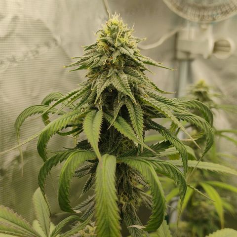 Cheese 🧀  and galaxy 500  #1 growlog timeline photo