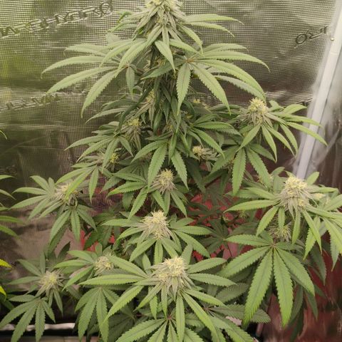 Cheese 🧀  and galaxy 500  #1 growlog timeline photo