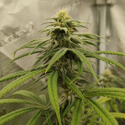 Cheese 🧀  and galaxy 500  #1 growlog timeline photo