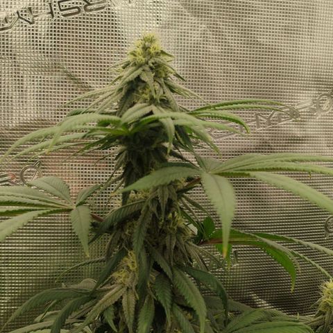 Cheese 🧀  and galaxy 500  #1 growlog timeline photo