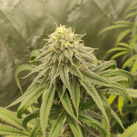 Cheese 🧀  and galaxy 500  #1 growlog timeline photo