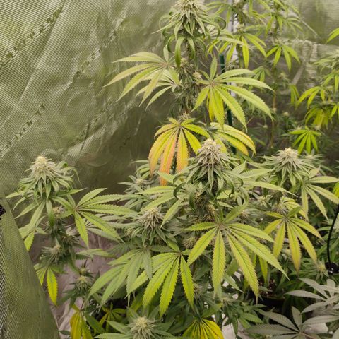 Cheese 🧀  and galaxy 500  #1 growlog timeline photo