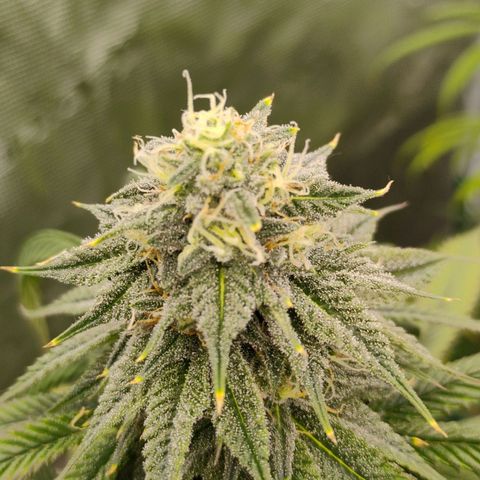 Cheese 🧀  and galaxy 500  #1 growlog timeline photo