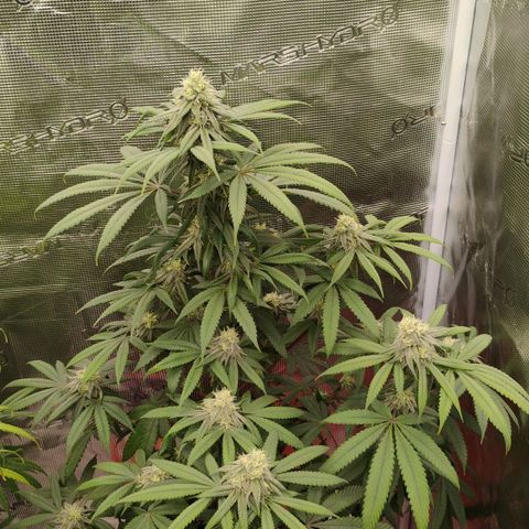 Cheese 🧀  and galaxy 500  #1 growlog timeline photo