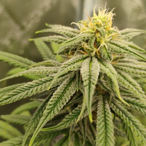 Cheese 🧀  and galaxy 500  #1 growlog timeline photo