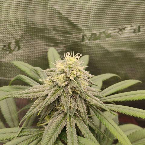 Cheese 🧀  and galaxy 500  #1 growlog timeline photo