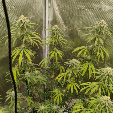 Cheese 🧀  and galaxy 500  #1 growlog timeline photo