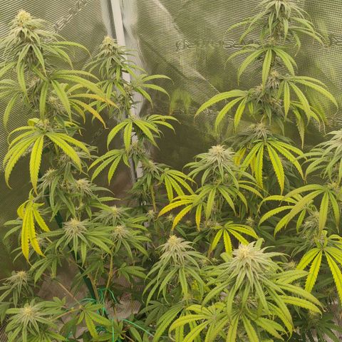 Cheese 🧀  and galaxy 500  #1 growlog timeline photo