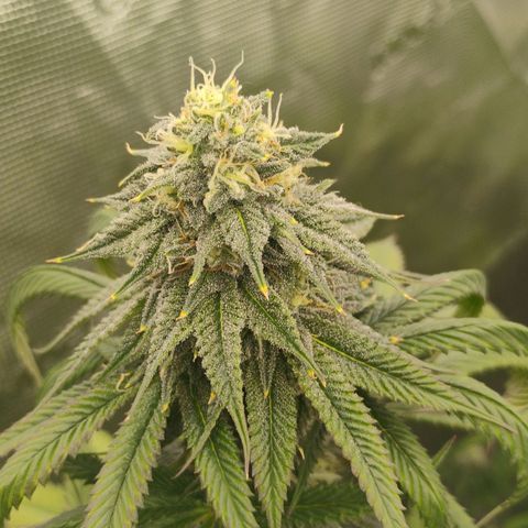 Cheese 🧀  and galaxy 500  #1 growlog timeline photo