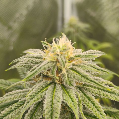 Cheese 🧀  and galaxy 500  #1 growlog timeline photo