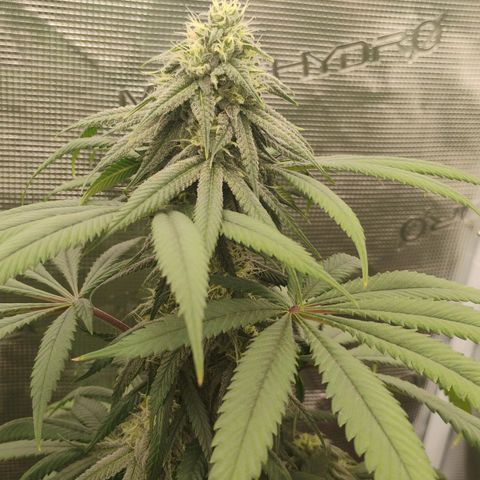 Cheese 🧀  and galaxy 500  #1 growlog timeline photo