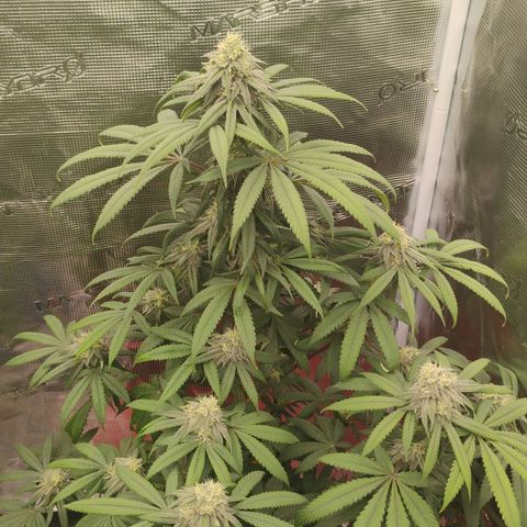 Cheese 🧀  and galaxy 500  #1 growlog timeline photo