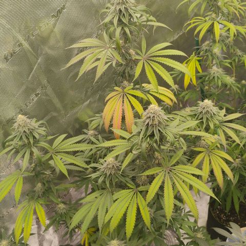 Cheese 🧀  and galaxy 500  #1 growlog timeline photo