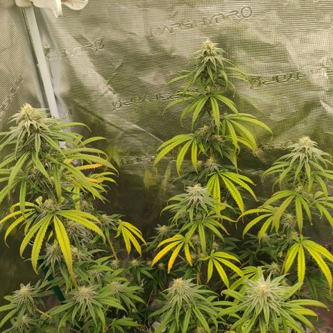 Cheese 🧀  and galaxy 500  #1 growlog timeline photo