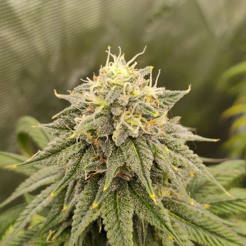 Cheese 🧀  and galaxy 500  #1 growlog timeline photo