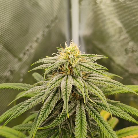 Cheese 🧀  and galaxy 500  #1 growlog timeline photo