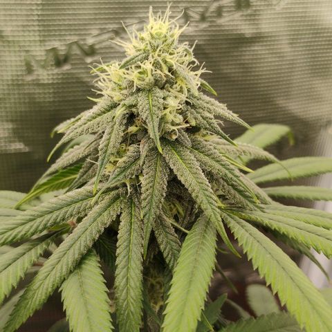 Cheese 🧀  and galaxy 500  #1 growlog timeline photo