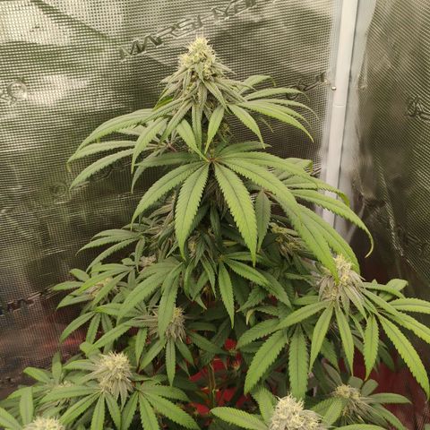 Cheese 🧀  and galaxy 500  #1 growlog timeline photo