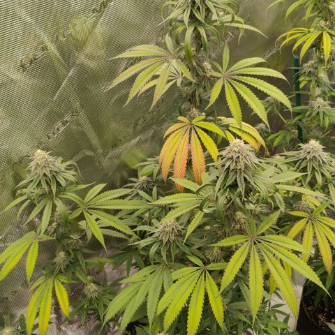 Cheese 🧀  and galaxy 500  #1 growlog timeline photo