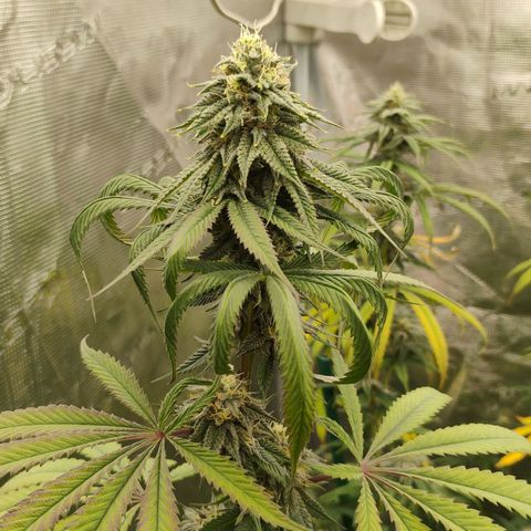 Cheese 🧀  and galaxy 500  #1 growlog timeline photo