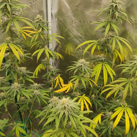 Cheese 🧀  and galaxy 500  #1 growlog timeline photo
