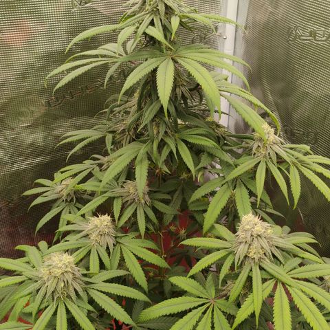 Cheese 🧀  and galaxy 500  #1 growlog timeline photo