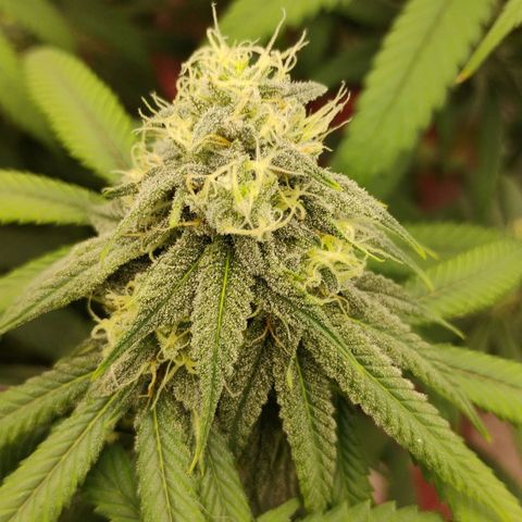 Cheese 🧀  and galaxy 500  #1 growlog timeline photo