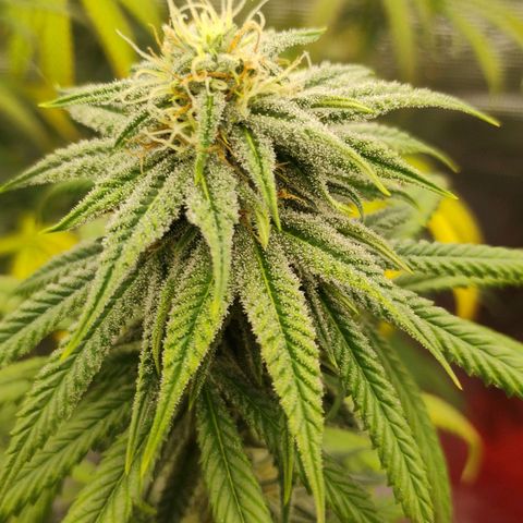 Cheese 🧀  and galaxy 500  #1 growlog timeline photo