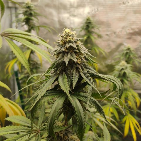 Cheese 🧀  and galaxy 500  #1 growlog timeline photo