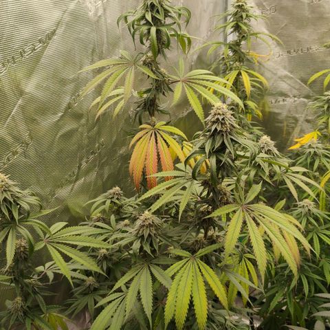 Cheese 🧀  and galaxy 500  #1 growlog timeline photo