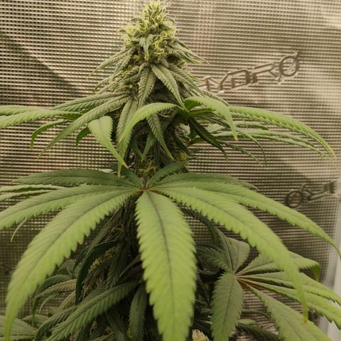 Cheese 🧀  and galaxy 500  #1 growlog timeline photo