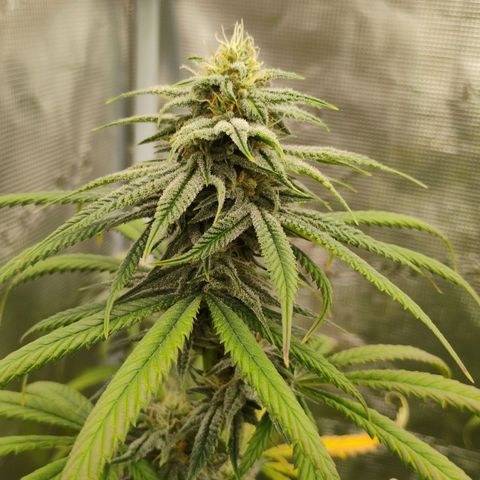 Cheese 🧀  and galaxy 500  #1 growlog timeline photo