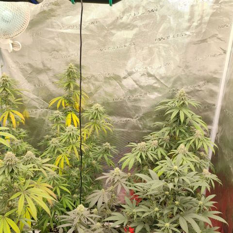 Cheese 🧀  and galaxy 500  #1 growlog timeline photo