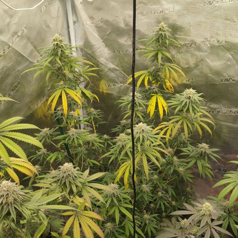 Cheese 🧀  and galaxy 500  #1 growlog timeline photo
