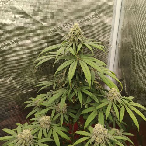Cheese 🧀  and galaxy 500  #1 growlog timeline photo